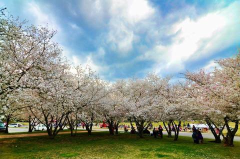 This Enchanting Cherry Blossom Festival In Georgia Is All You Need For Spring