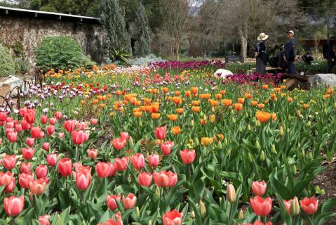 A Trip To Southern California's Neverending Tulip Field Will Make Your Spring Complete