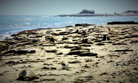 There's Something Amazing Happening At This Coastal Park In Northern California Right Now