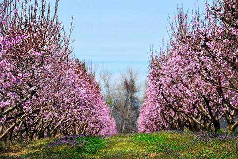 You Can't Help But Fall In Love With This Arkansas Peach Paradise