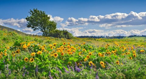 This Easy Wildflower Hike In Oregon Will Transport You Into A Sea Of Color