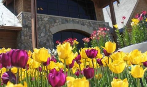 This Enchanting Tulip Festival In South Dakota Is All You Need For Spring