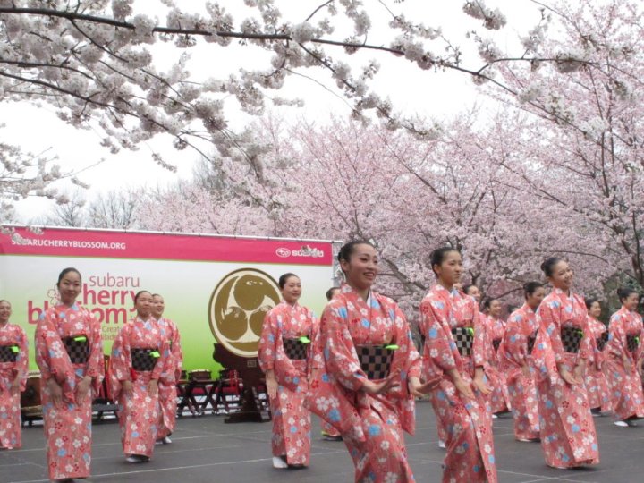 cherry blossom festival philadelphia