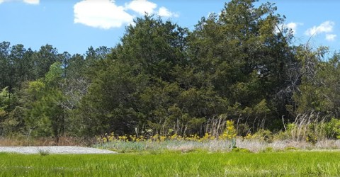 This Easy Wildflower Hike In South Carolina Will Transport You Into A Sea Of Color