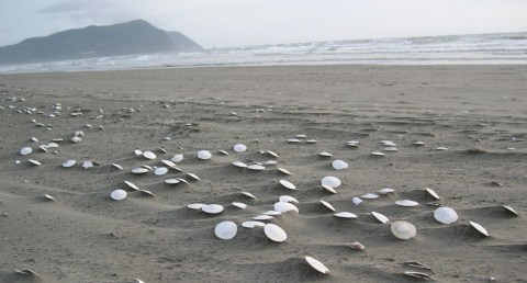 The Amazing Sand Dollar Beach Every Oregonian Will Want To Visit