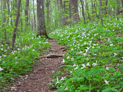 This Incredible Trail Spans The Entire State of Virginia