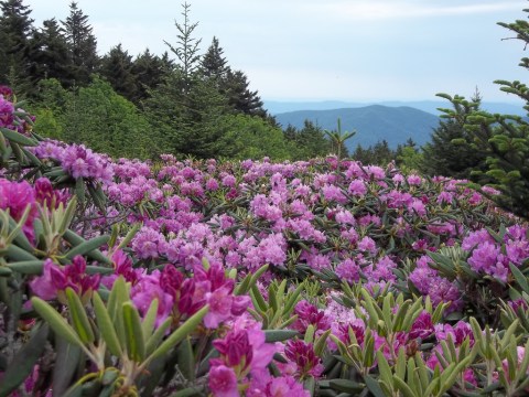 This Breathtaking Field Of Wildflowers In Tennessee Looks Like Something From A Dream