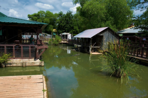 Everyone Should Visit This Incredible Alligator Park In Louisiana At Least Once