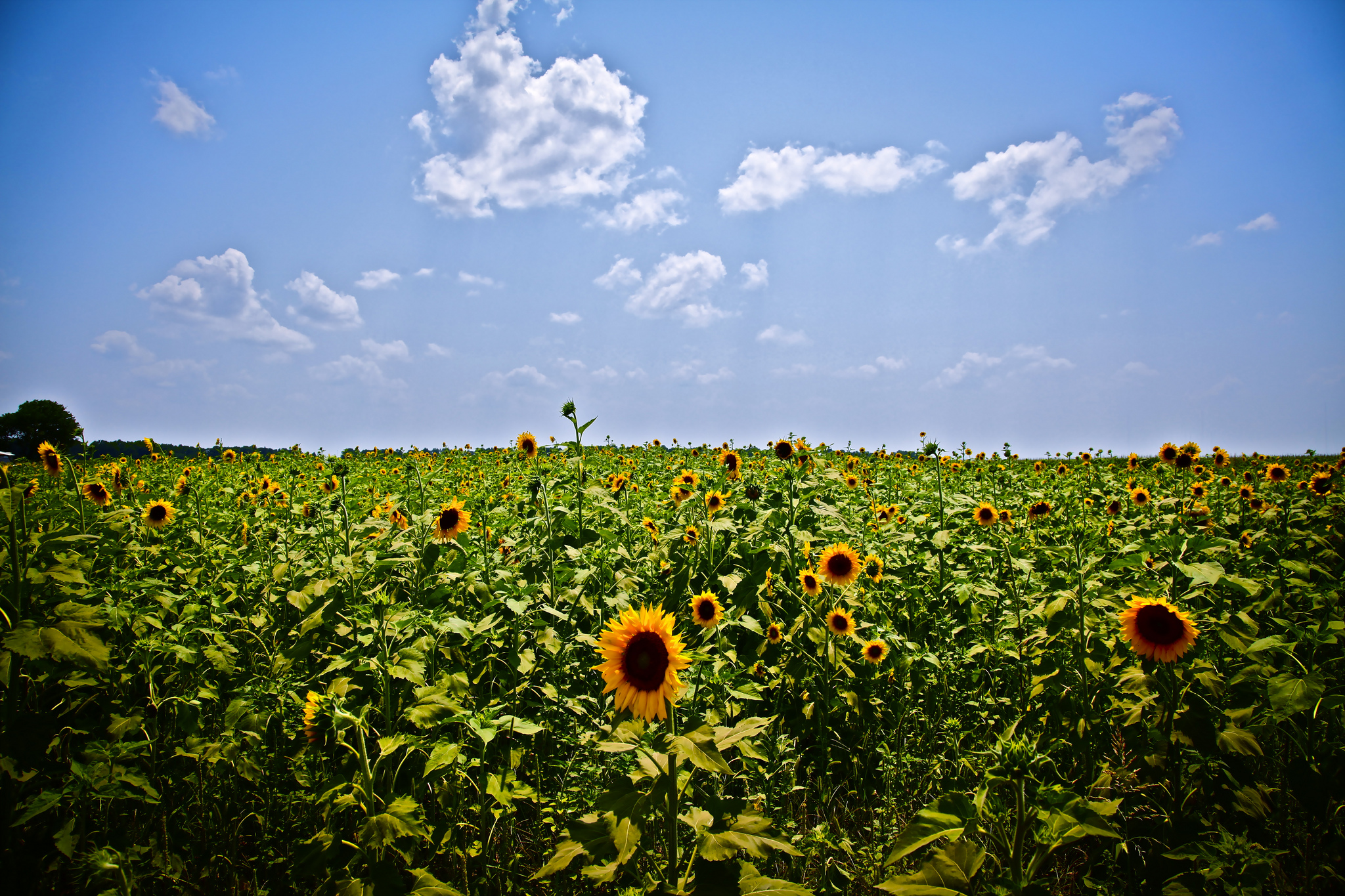 Louisiana banner image