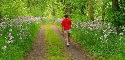 This Easy Wildflower Hike In Maryland Will Transport You Into A Sea Of Color