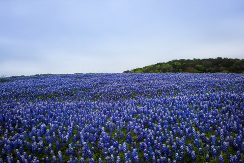 This Easy Wildflower Hike Near Austin Will Transport You Into A Sea Of Color