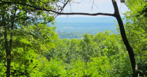 This Easy Wildflower Hike In New Jersey Will Transport You Into A Sea Of Color