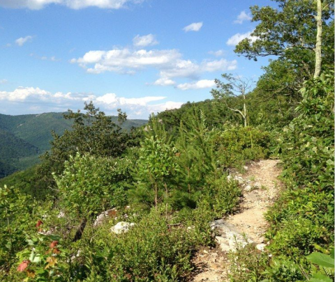 This Underrated Trail In Virginia Leads To A Hidden Turquoise Lake