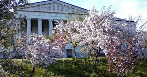 The Magical Cherry Blossom Festival In Buffalo You Simply Cannot Miss