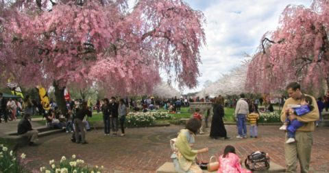 The One Magical Place In Pennsylvania To See Cherry Blossoms This Spring