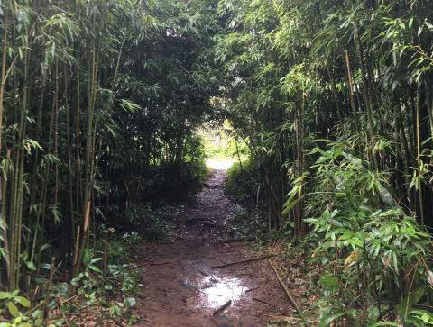 Hike To This Abandoned Mansion In Hawaii That’s Rumored To Be Haunted