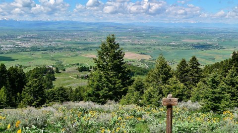 This Easy Wildflower Hike In Montana Will Transport You Into A Sea Of Color