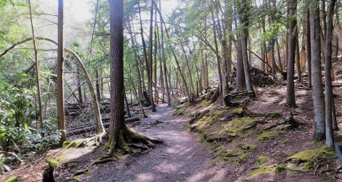 The Ancient Forest In Maryland That's Right Out Of A Storybook