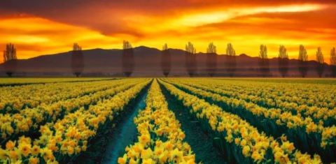 This Breathtaking U.S. Tulip Field Is Like Something From A Dream