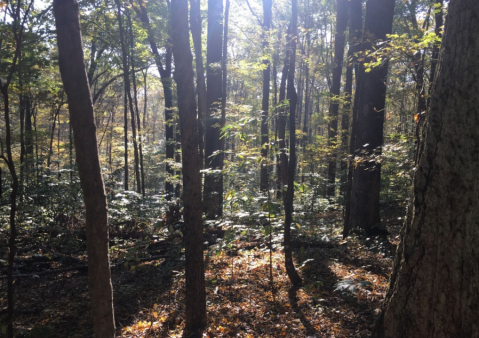 This Hike Takes You To A Place Indiana's First Residents Left Behind