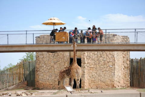 You Can Feed Giraffes At This One Unique Zoo In Texas