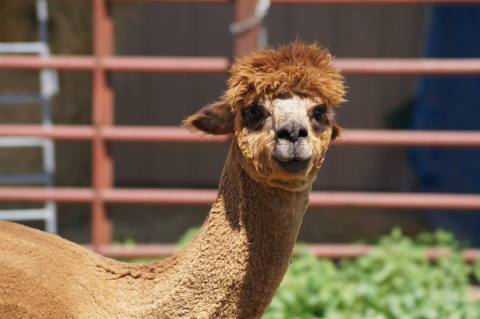 There’s An Alpaca Farm In Missouri And You’re Going To Love It