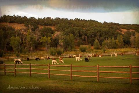 There’s An Alpaca Farm In Utah And You’re Going To Love It