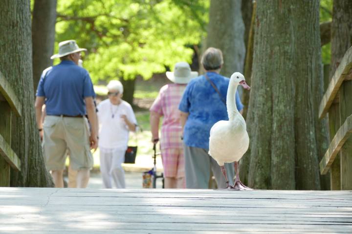 flower walk in South Carolina