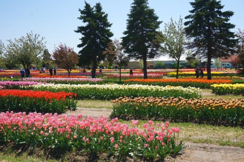 A Trip To Michigan’s Neverending Tulip Field Will Make Your Spring Complete