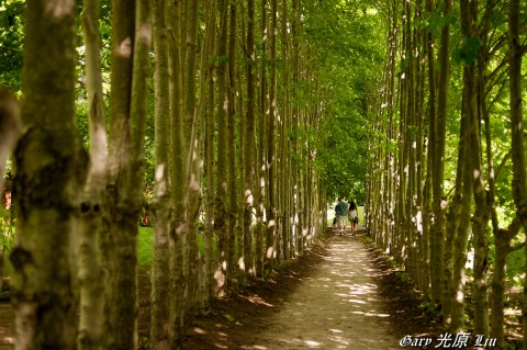 New Jersey’s Tunnel Of Trees Is Positively Magical And You Need To Visit