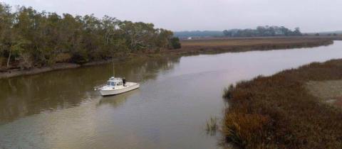 Morgan Island In South Carolina Is Secretly Home To Thousands Of Monkeys