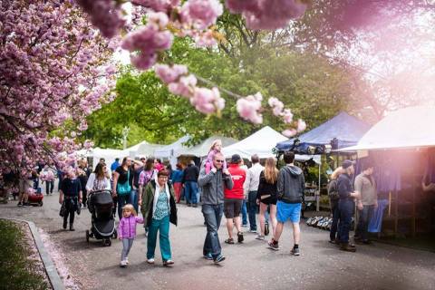 The Lilac Festival In New York That’s Unlike Any Other