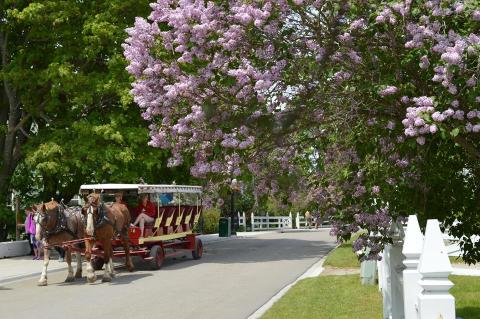 The Lilac Festival In Michigan That's Unlike Any Other