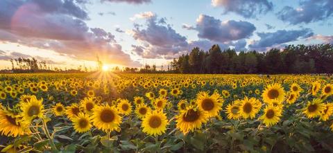 You'll Want To Visit This Dreamy Sunflower Field Near Cleveland Before It's Gone For Good