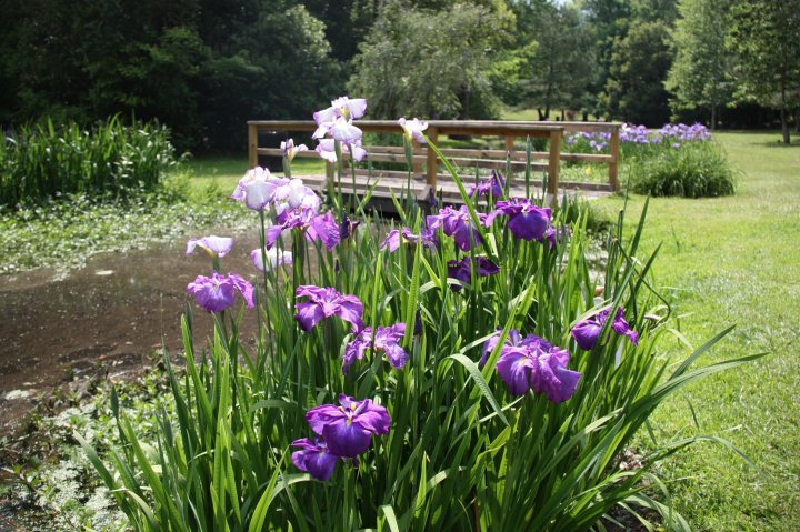 flower walk in South Carolina