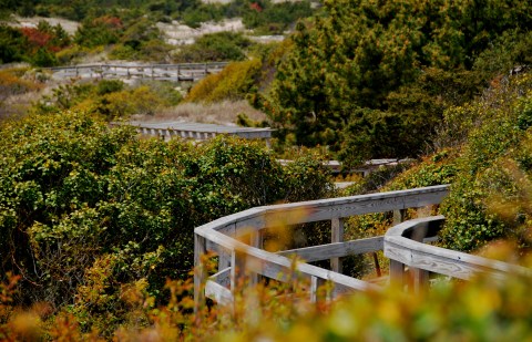 This Beautiful Boardwalk Trail In New York Is The Most Unique Hike Around