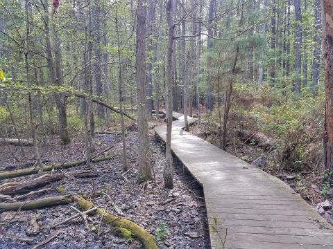 Virginia's Boardwalk Trail Leads To The Most Crystal Clear Waters