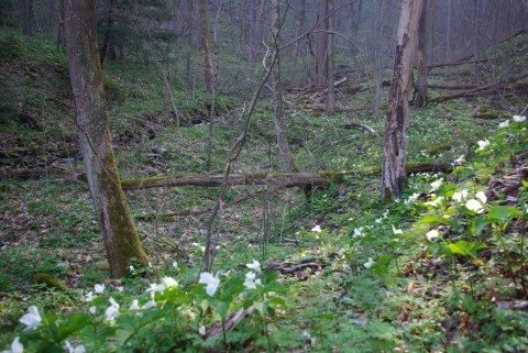 This Wildflower Hike Near Pittsburgh Will Transport You Into A Sea Of Color