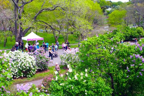 The Lilac Festival In Massachusetts That’s Unlike Any Other