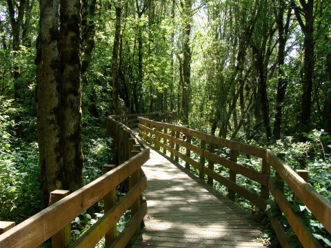 This Enchanting Oregon Boardwalk Hike Will Leave You Completely Charmed