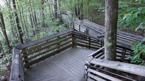 This Beautiful Boardwalk Trail In West Virginia Is The Most Unique Hike Around