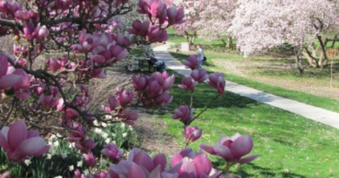 The Blooming Flower Walk In Cincinnati That Will Positively Enchant You