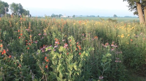 This Breathtaking Field Of Wildflowers In Ohio Looks Like Something From A Dream