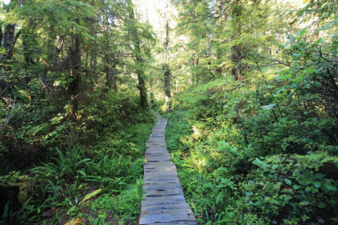 This Beautiful Boardwalk Trail In Washington Is The Most Unique Hike Around