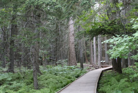 This Beautiful Boardwalk Trail In Montana Is The Most Unique Hike Around