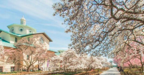 7 Places To See Gorgeous Cherry Blossoms Around The U.S. This Spring Besides D.C.