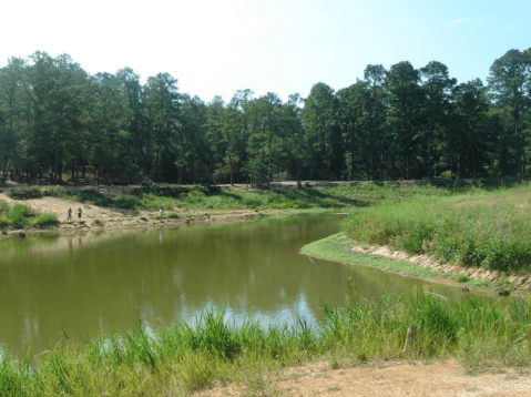 This Texas State Park Is Coming Back To Life After Being Destroyed By A Raging Fire