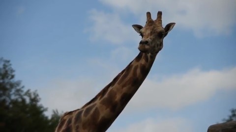 Most People Don’t Know This West Virginia Zoo And Adventure Park Even Exists