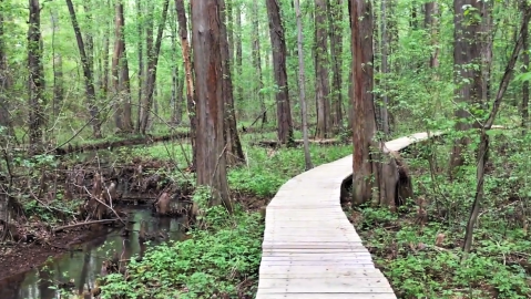 This Beautiful Boardwalk Trail In Maryland Is The Most Unique Hike Around