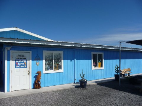 There’s A Seahorse Farm In Hawaii And You’re Going To Love It